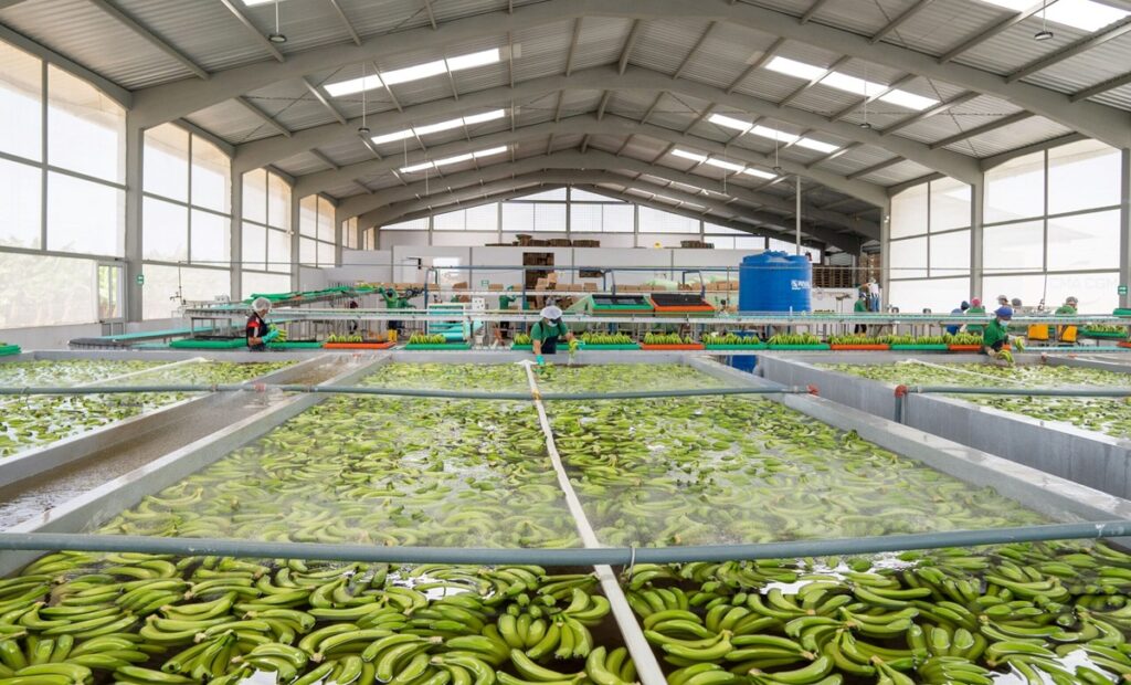 Ecuador confirms second TR4 case, activates contingency plan