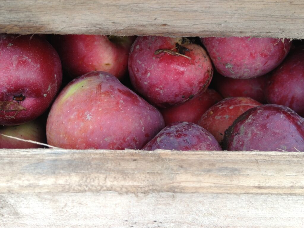 New York apples bounce back from spring frost with larger fruit and strong retail outlook