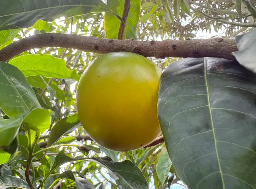 As good as gold: Amazonian abiu fetches premium prices in southern China