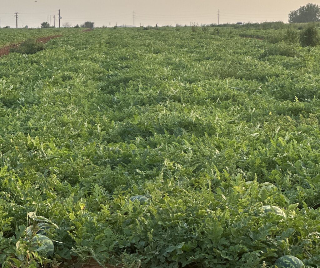 Texas watermelons enjoy sweet season despite localized challenges
