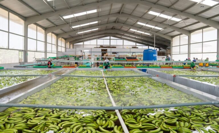 Ecuadorian banana exports