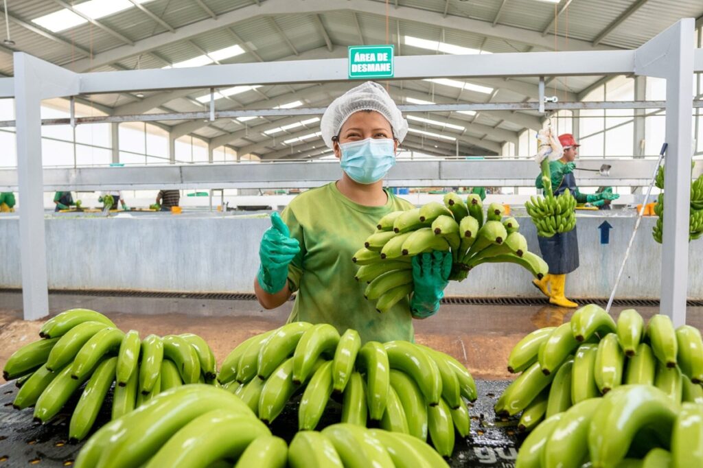 Ecuadorian banana exports peel good growth in 2026