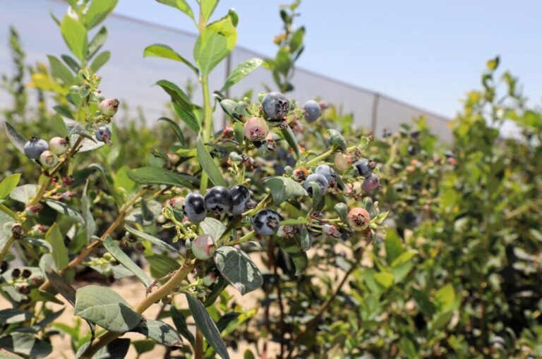 Peruvian blueberry