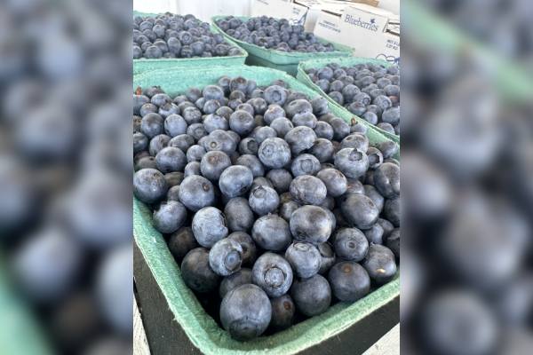 BCBC blueberries