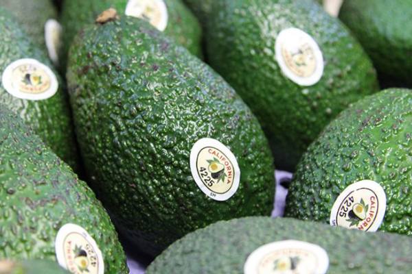 California avocados
