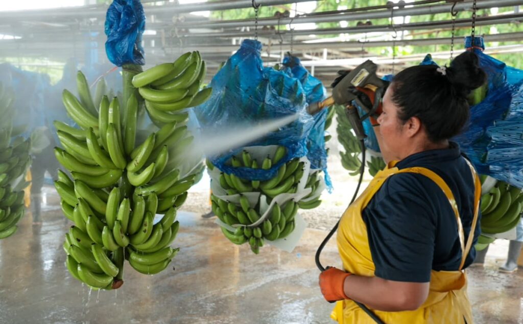 Chiquita readies 11 million-box export season following Bocas del Toro restart