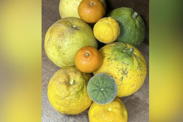 citrus peel