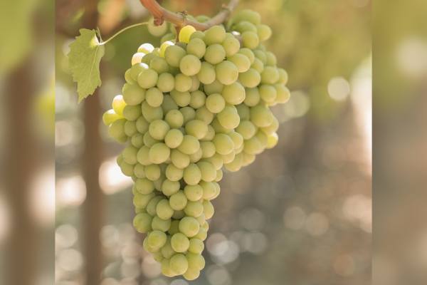 Sugar Crisp grapes | Photo by BLOOM FRESH.