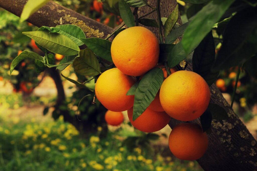 Florida citrus to receive nearly $196 million in state investment