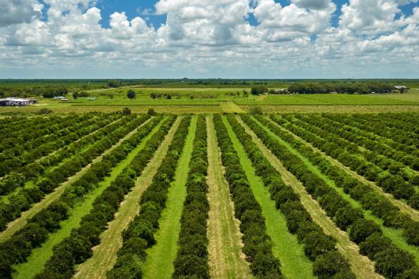 Florida citrus orchards