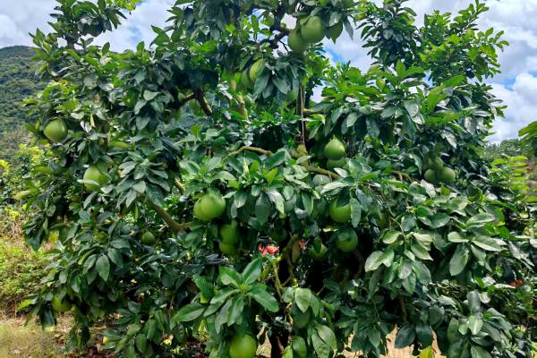 onedayone pomelos