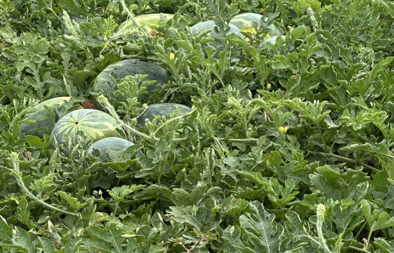Texas watermelons