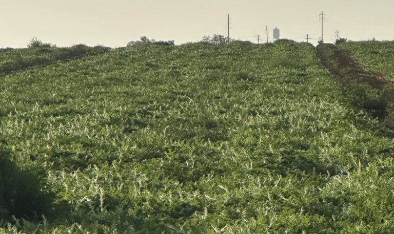 Texas watermelons