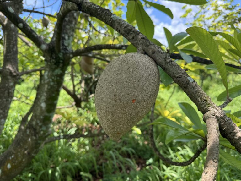 Bass Regenerative Farms's mamey.