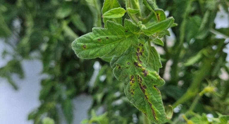 bacterial spot disease,