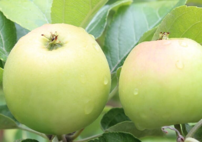 New York apple