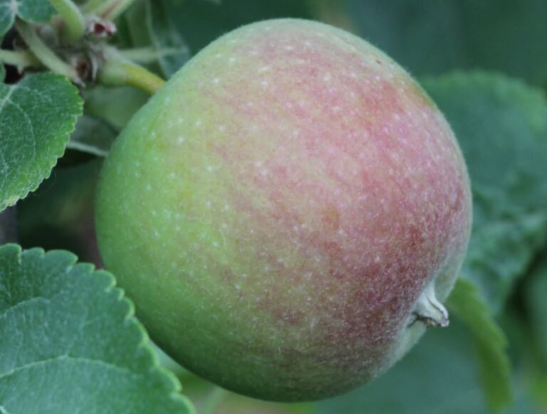 New York apple