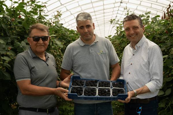 Serbian berries