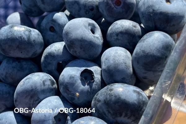 GPG blueberry variety OBG Astoria