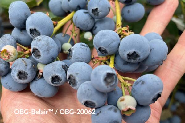 GPG blueberry variety OBG Belair