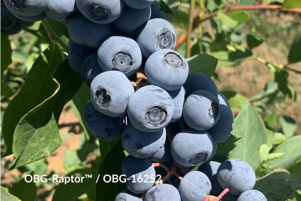 GPG blueberry variety OBG Raptor