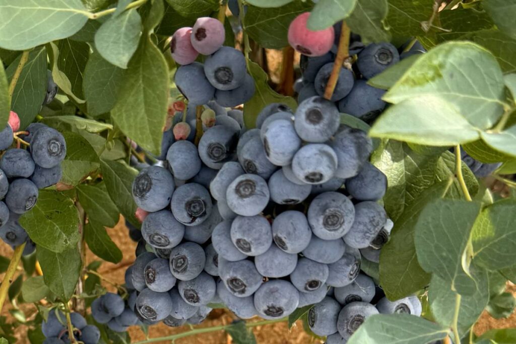 Global Plant Genetics launches four new Oregon Blueberry varieties 