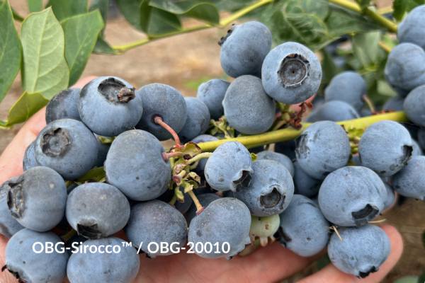 GPG blueberry variety OBG Sirocco