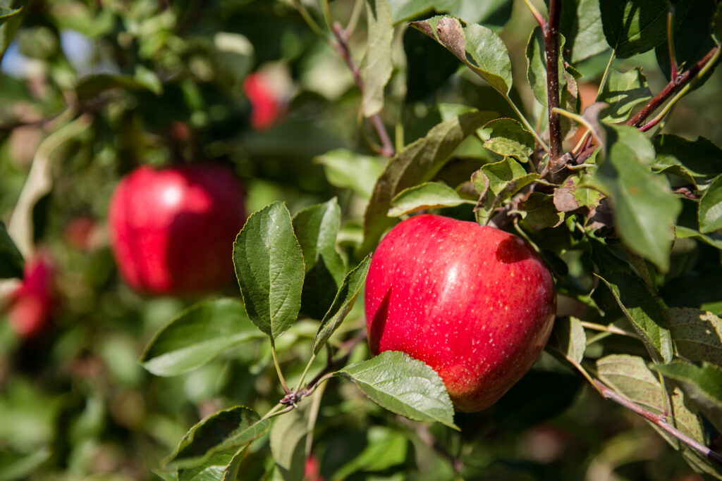 Honeybear Brands projects strong organic apple season amid rising demand