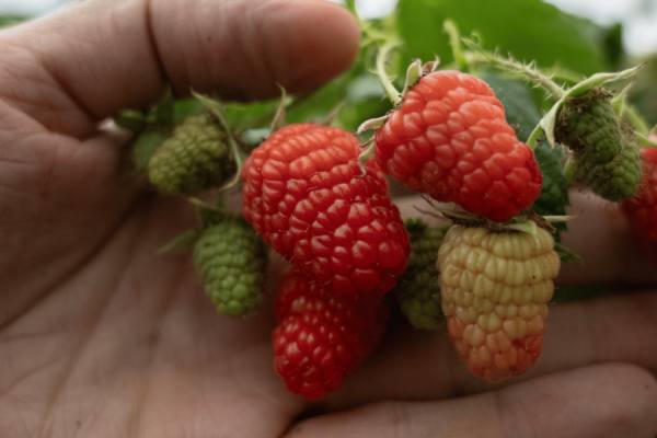 Serbian berries