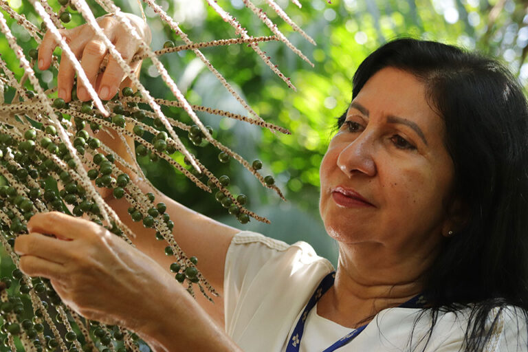 acai research embrapa