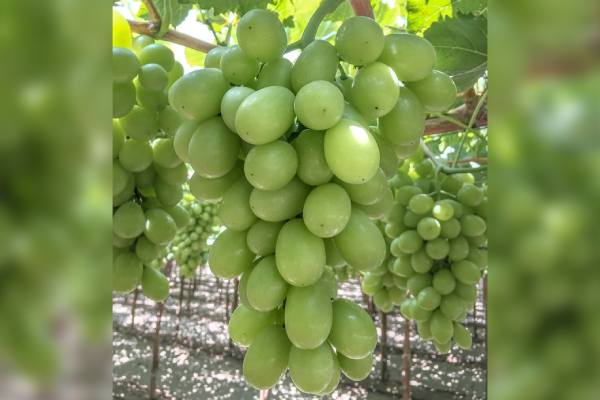 Sugar Crisp grapes | Photo by BLOOM FRESH.