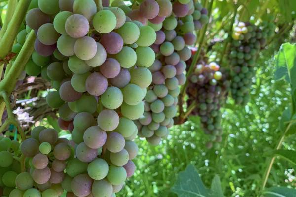 Sunny Cal Farms table grapes