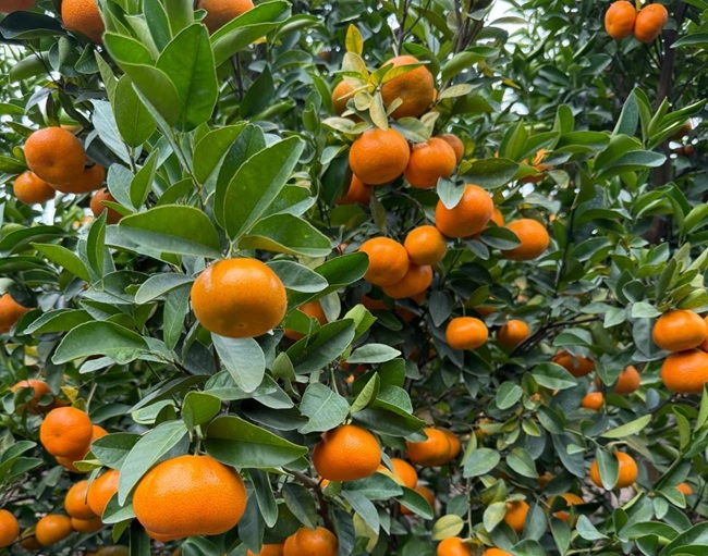 Tango mandarins for the US