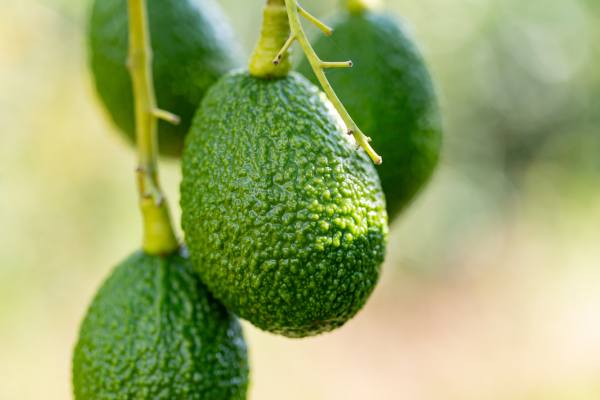 avos from colombia