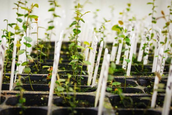 Hortifrut's berry genetics program