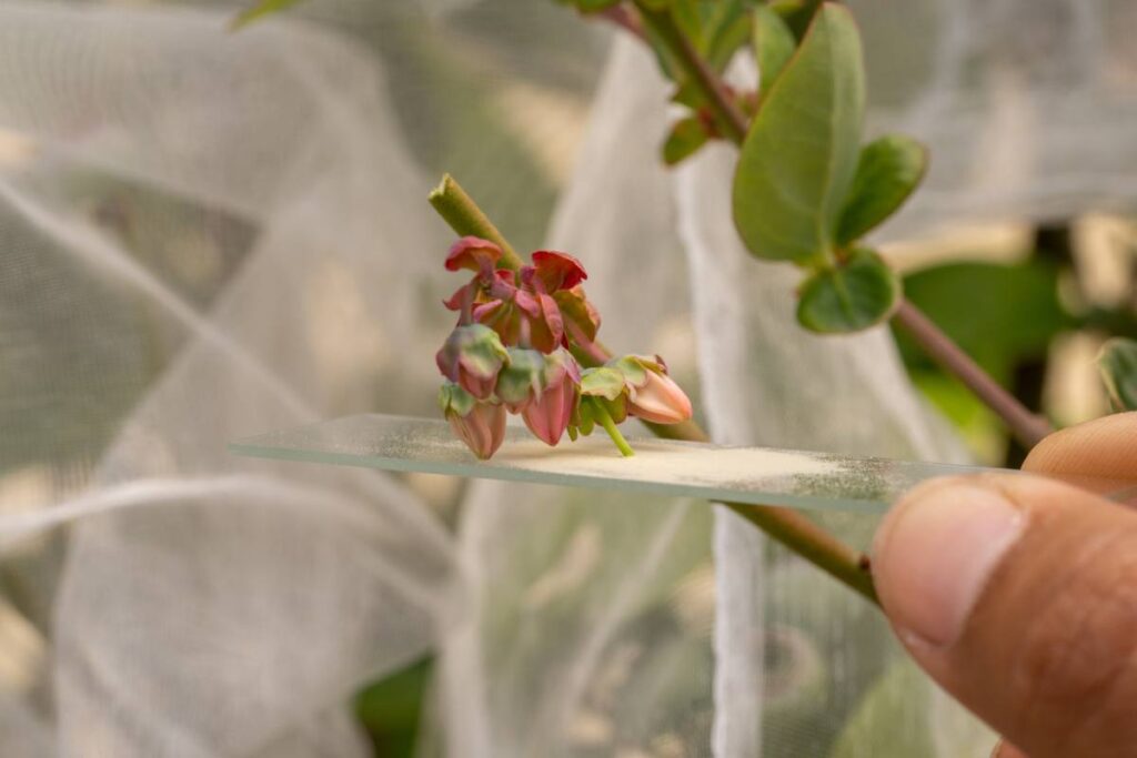 Naturipe Farms and Hortifrut partner up with Mountain Blue Orchards to expand premium berry access