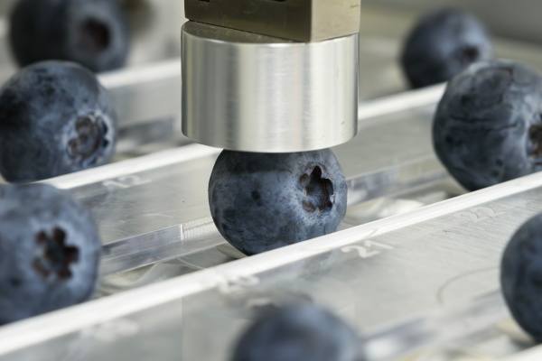 Hortifrut's berry genetics program