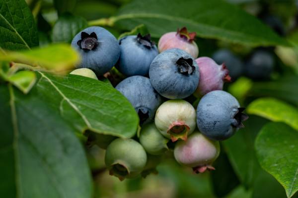 Mexican blueberries