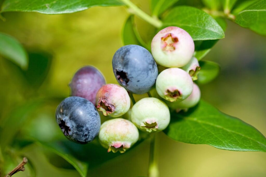 Pollination woes are reducing blueberry volumes, yields, and profits in British Columbia  