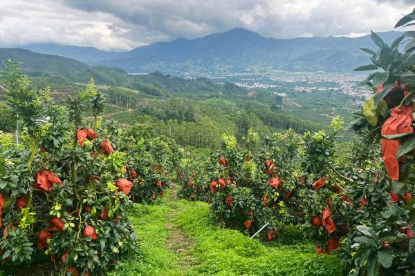 onedayone pomelos