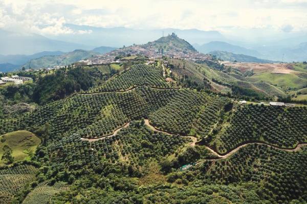 avocados from colombia