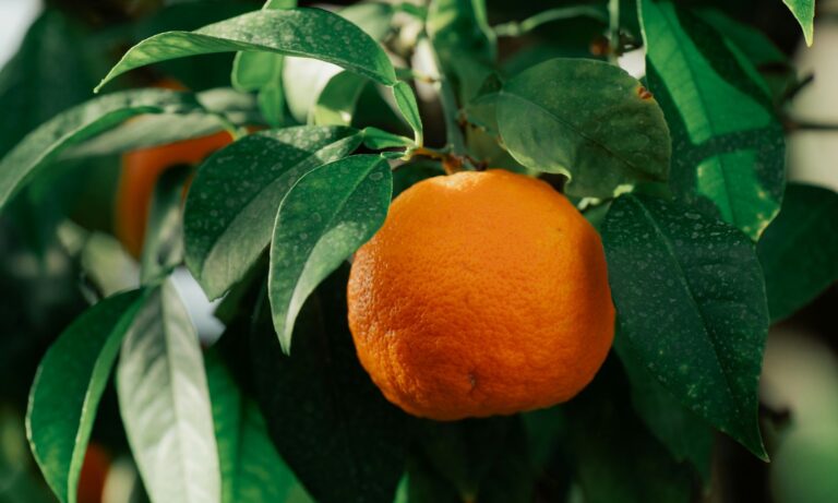 Brazilian orange