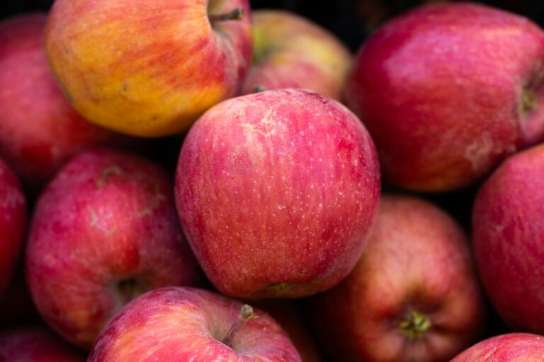apple crop estimates