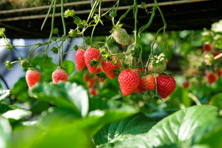 winter strawberry