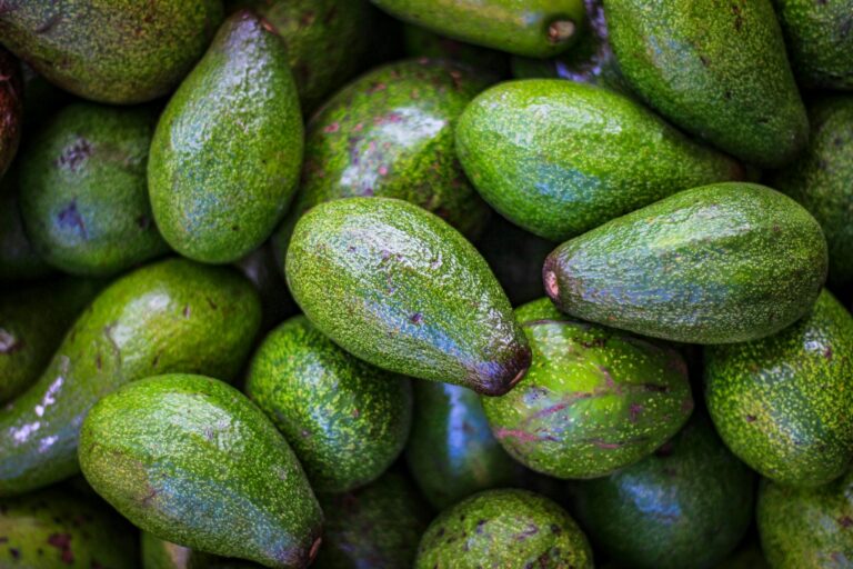 South American avocado exports