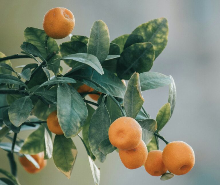 Brazilian orange