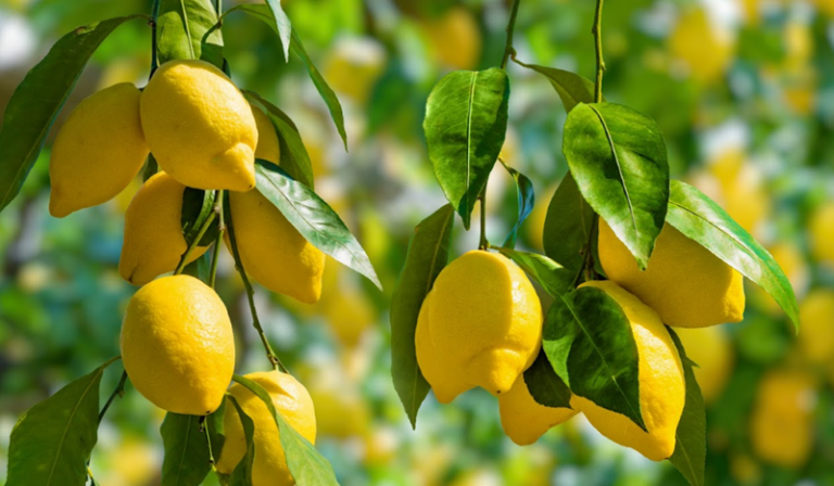 South African lemon