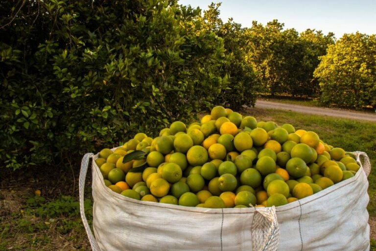 South African lemon