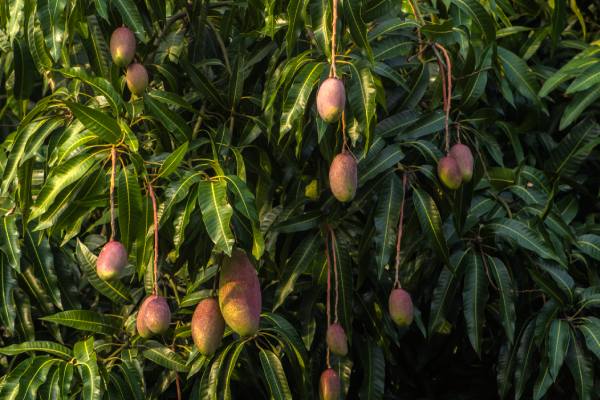 Costa rican mango