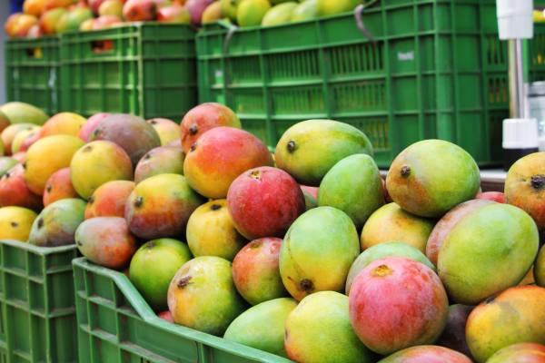 Costa rican mango